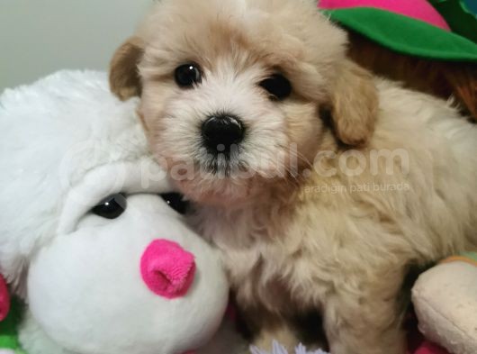 Küçük Maltipoo Bebeklerim görsel