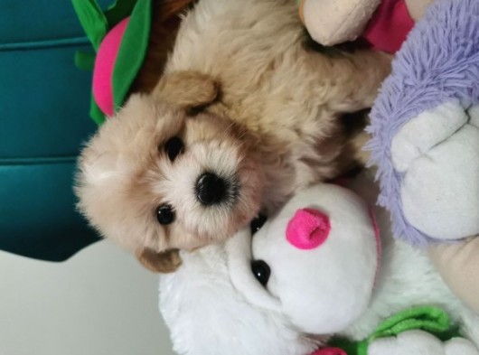 Küçük Maltipoo Bebeklerim görsel