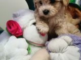 Küçük Maltipoo Bebeklerim
