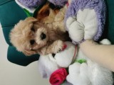 Küçük Maltipoo Bebeklerim