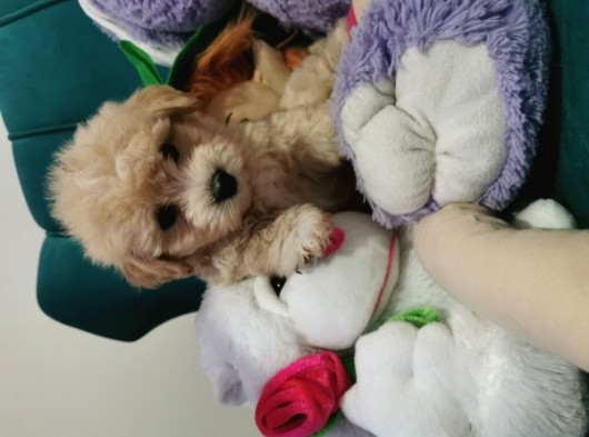 Küçük Maltipoo Bebeklerim