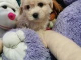 Xsmall Maltipoo