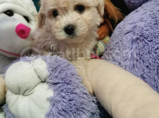 Xsmall Maltipoo