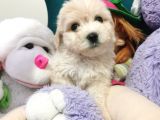 Xsmall Maltipoo