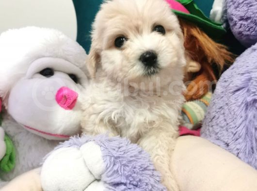 Xsmall Maltipoo görsel