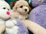 Xsmall Maltipoo