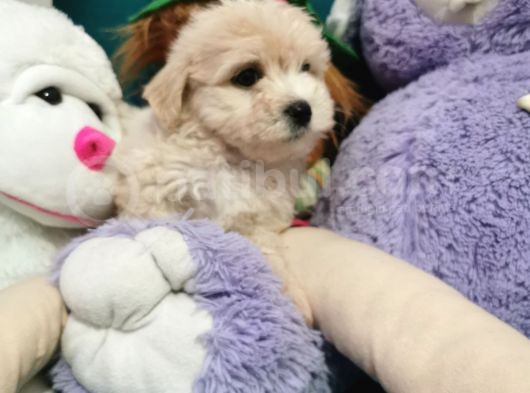 Xsmall Maltipoo görsel