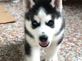 A Kalite Safkan Huskyler Yavrular, Anne Baba Resimli