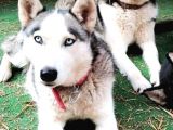 A Kalite Safkan Huskyler Yavrular, Anne Baba Resimli