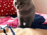 Anne Altından Safkan Bri̇ti̇sh Shorthair Dişi Ve Erkek