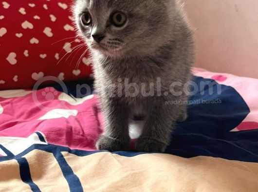 Anne Altından Safkan Bri̇ti̇sh Shorthair Dişi Ve Erkek görsel