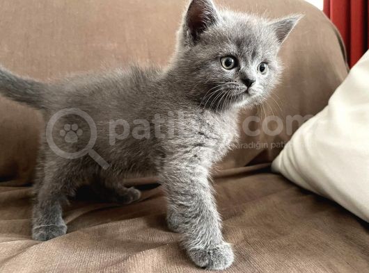 Anne Altından Safkan Bri̇ti̇sh Shorthair Dişi Ve Erkek