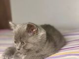 British Shorthair Yavruları