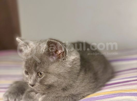 British Shorthair Yavruları görsel