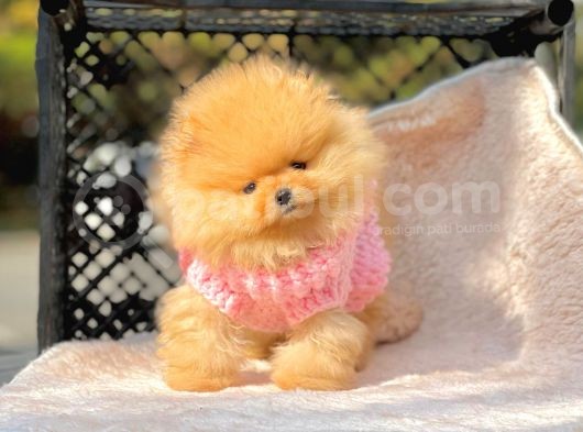 Safkan Pomeranian Boo Yavrularımız görsel