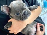 2 Aylık Erkek French Bulldog BLUE