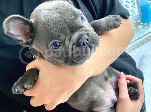 2 Aylık Erkek French Bulldog Blue