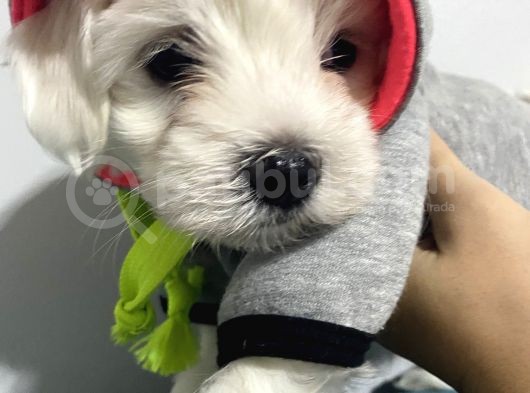 Orjınal Maltese Terrier görsel