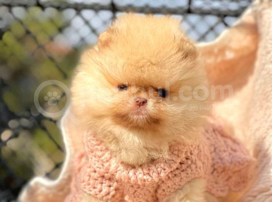 Safkan Pomeranian Boo Yavrularımız görsel