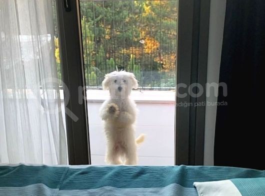 Acill Çok İleri Eğitimli Yavru