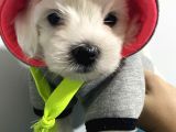 Orjınal Maltese Terrier