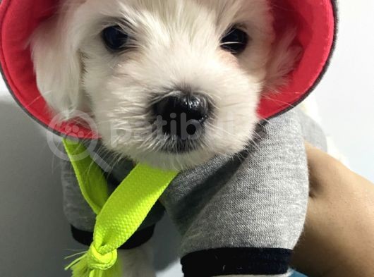 Orjınal Maltese Terrier görsel