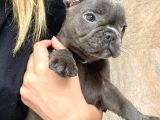 2 Aylık Erkek French Bulldog Blue