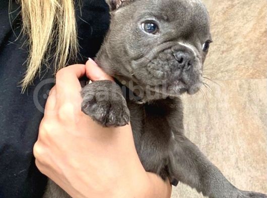 2 Aylık Erkek French Bulldog Blue görsel