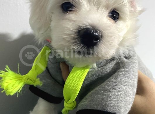 Orjınal Maltese Terrier görsel