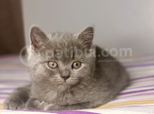 British Shorthair Yavruları