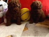 Safkan Toy Poodle Yavrularımız