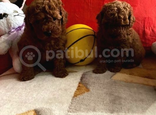 Safkan Toy Poodle Yavrularımız