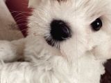 Orjınal Maltese Terrier
