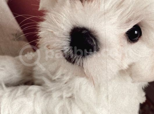 Orjınal Maltese Terrier