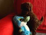 Safkan Toy Poodle Yavrularımız