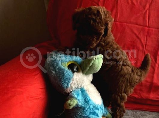 Safkan Toy Poodle Yavrularımız görsel