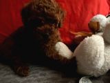 Safkan Toy Poodle Yavrularımız