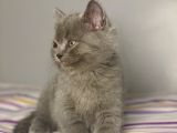 British Shorthair Yavruları