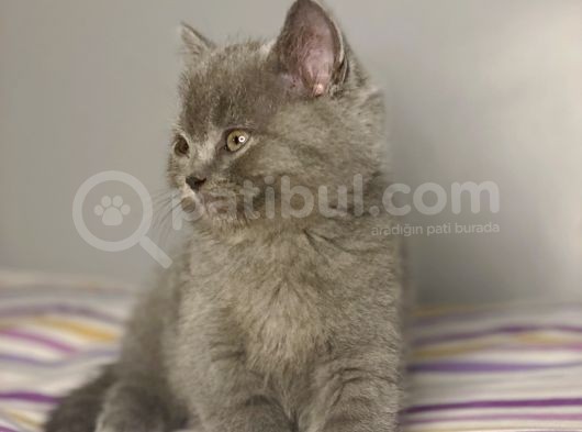 British Shorthair Yavruları görsel