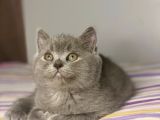British Shorthair Yavruları