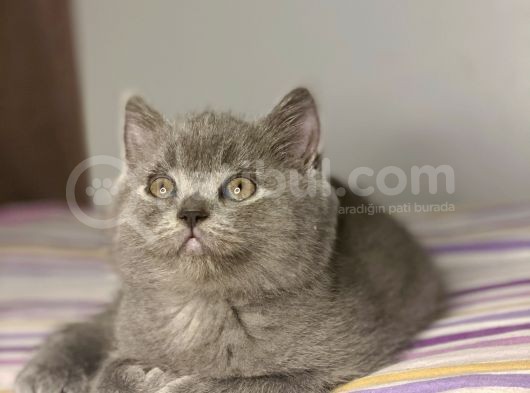 British Shorthair Yavruları görsel