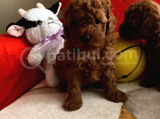 Safkan Toy Poodle Yavrularımız görsel