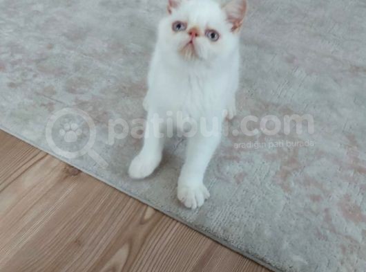 6 Aylık Erkek Exotik Damızlık Oyuncu Tırmalama Tıslama Bilmez Uysal