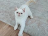 6 Aylık Erkek Exotik Damızlık Oyuncu Tırmalama Tıslama Bilmez Uysal