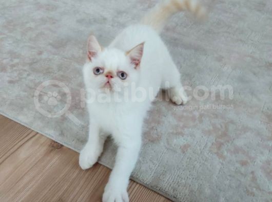 6 Aylık Erkek Exotik Damızlık Oyuncu Tırmalama Tıslama Bilmez Uysal görsel