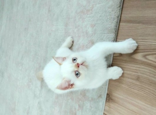 6 Aylık Erkek Exotik Damızlık Oyuncu Tırmalama Tıslama Bilmez Uysal görsel