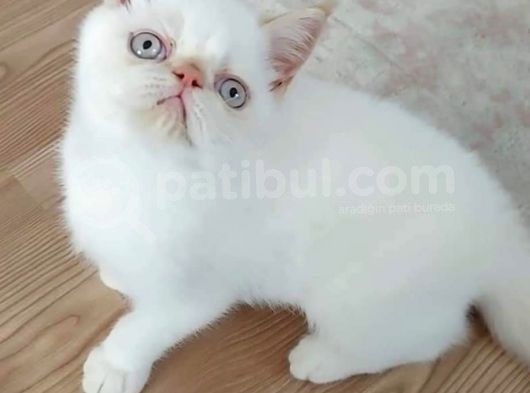 6 Aylık Erkek Exotik Damızlık Oyuncu Tırmalama Tıslama Bilmez Uysal görsel