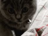 Gebze Kedi Aşılı Eğitimli