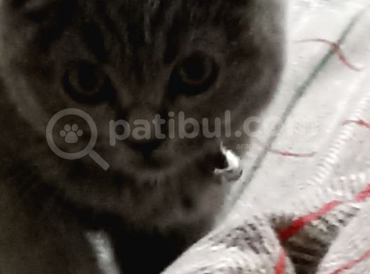 Gebze Kedi Aşılı Eğitimli görsel