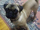 Balıkesir Merkezde Pug
